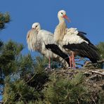 Weißstorch – Frühling