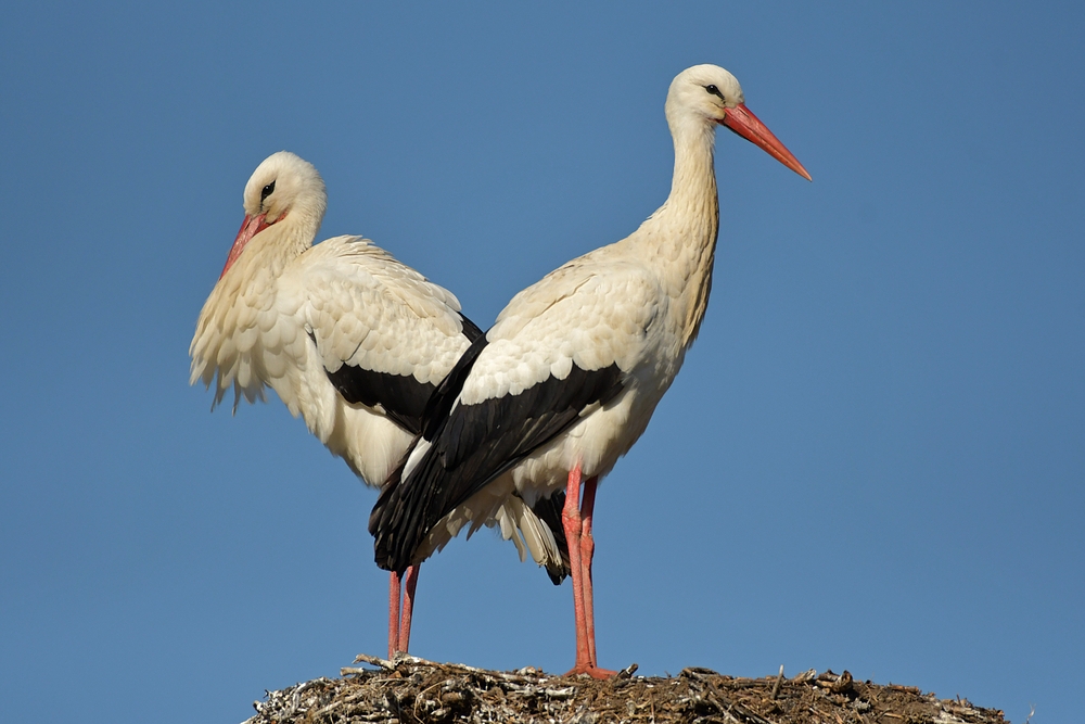 Weißstorch – Frühling: So wird das mit dem Nachwuchs aber sicher nichts ….