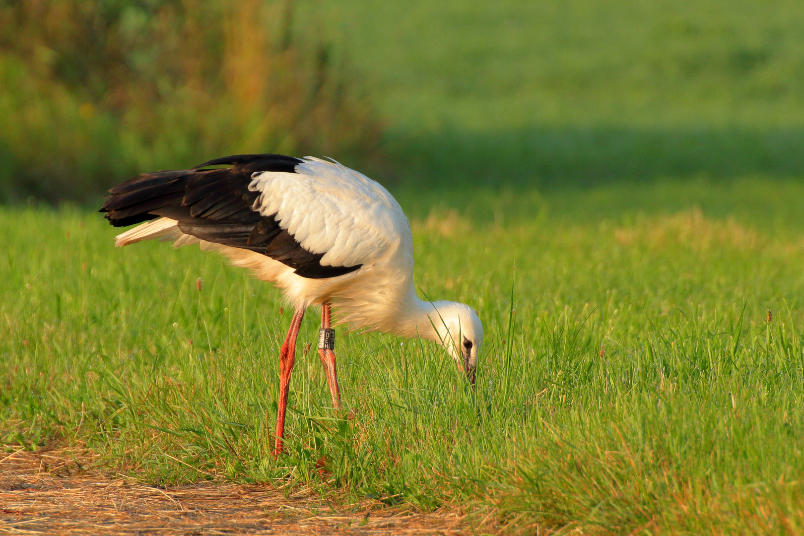 Weißstorch   _frühmorgens im Sommer