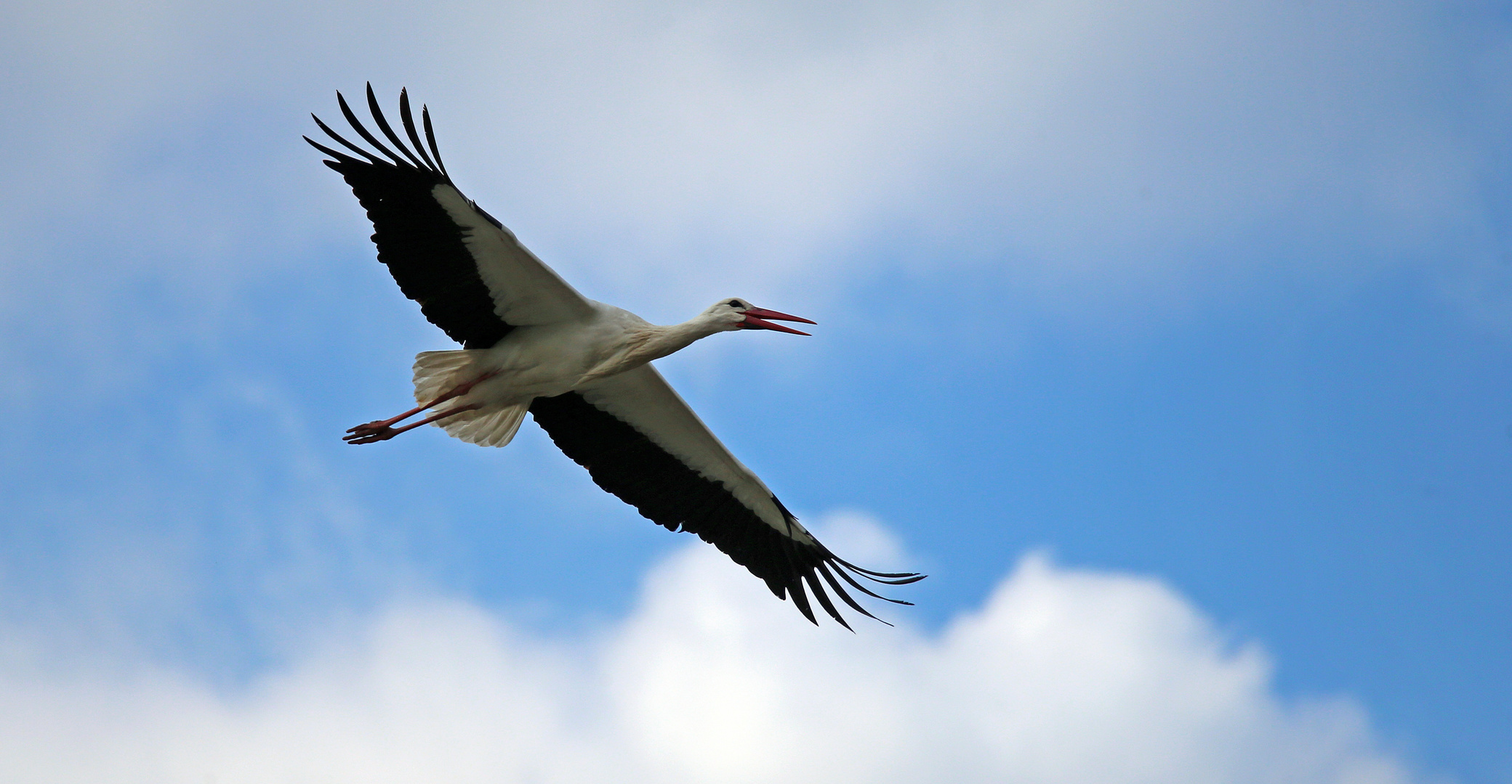 Weißstorch -Gleitflug-