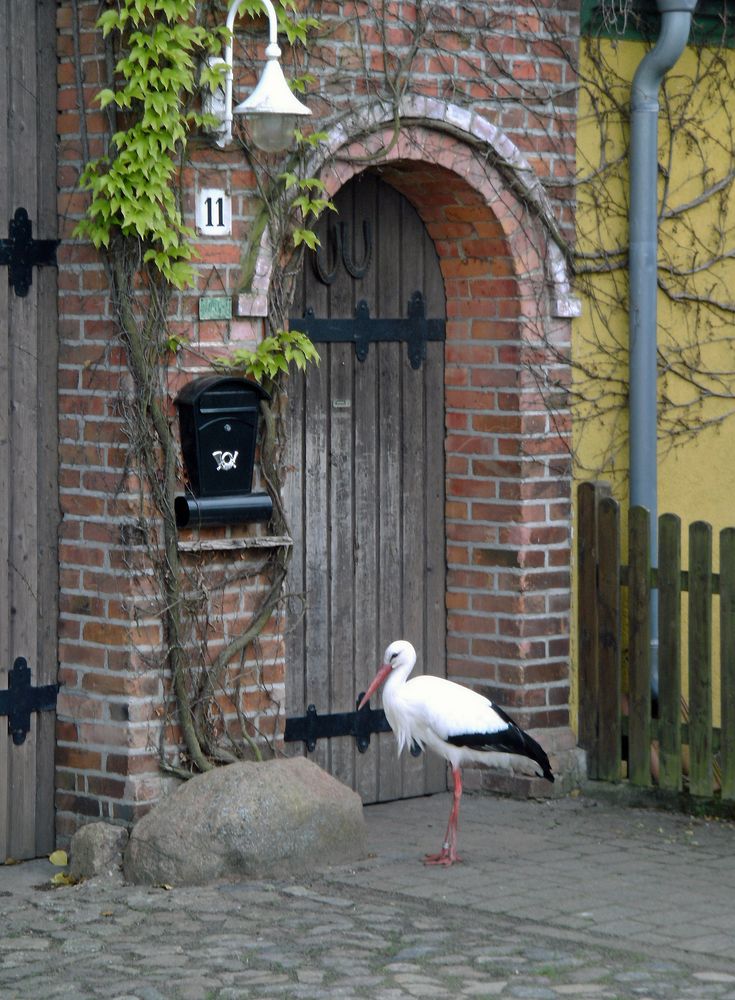 Weißstorch & Haustür