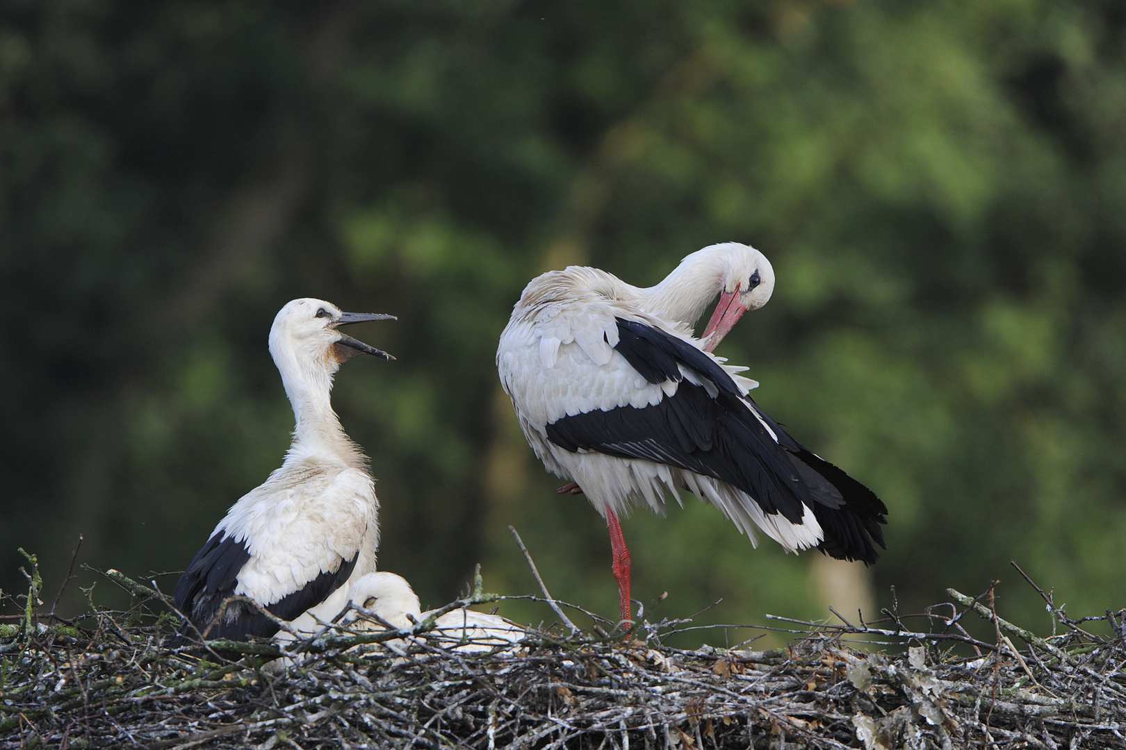 Weißstorch, Hunger