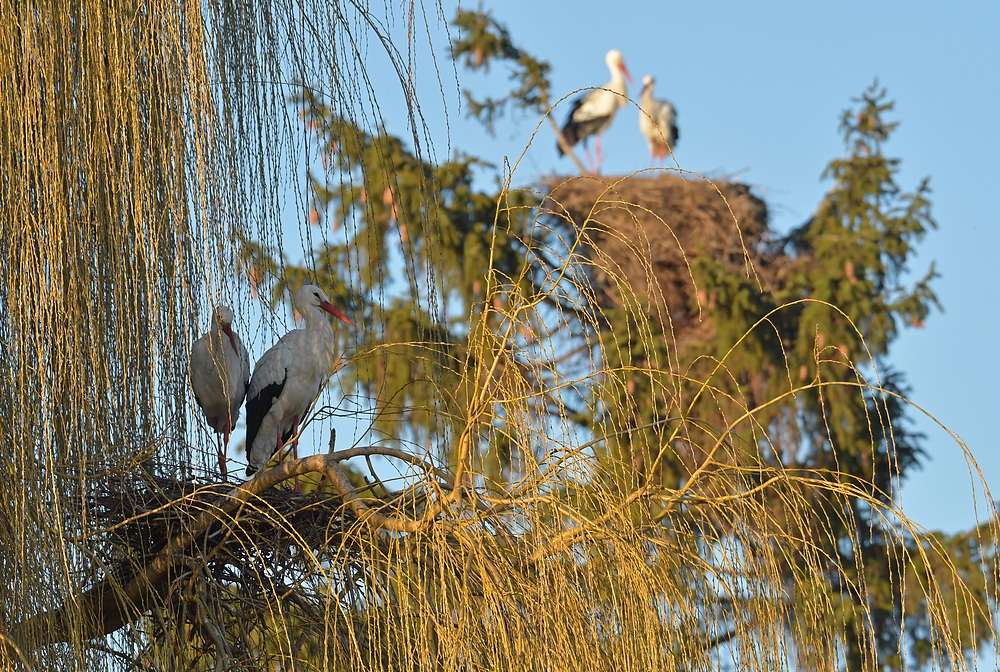 Weißstorch – Idylle