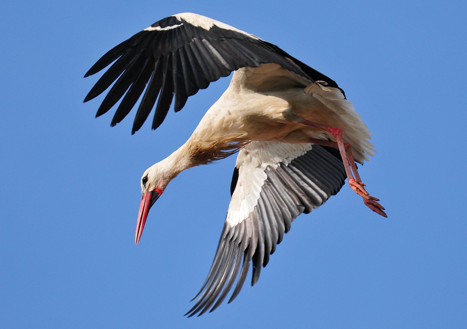 Weißstorch im Abflug