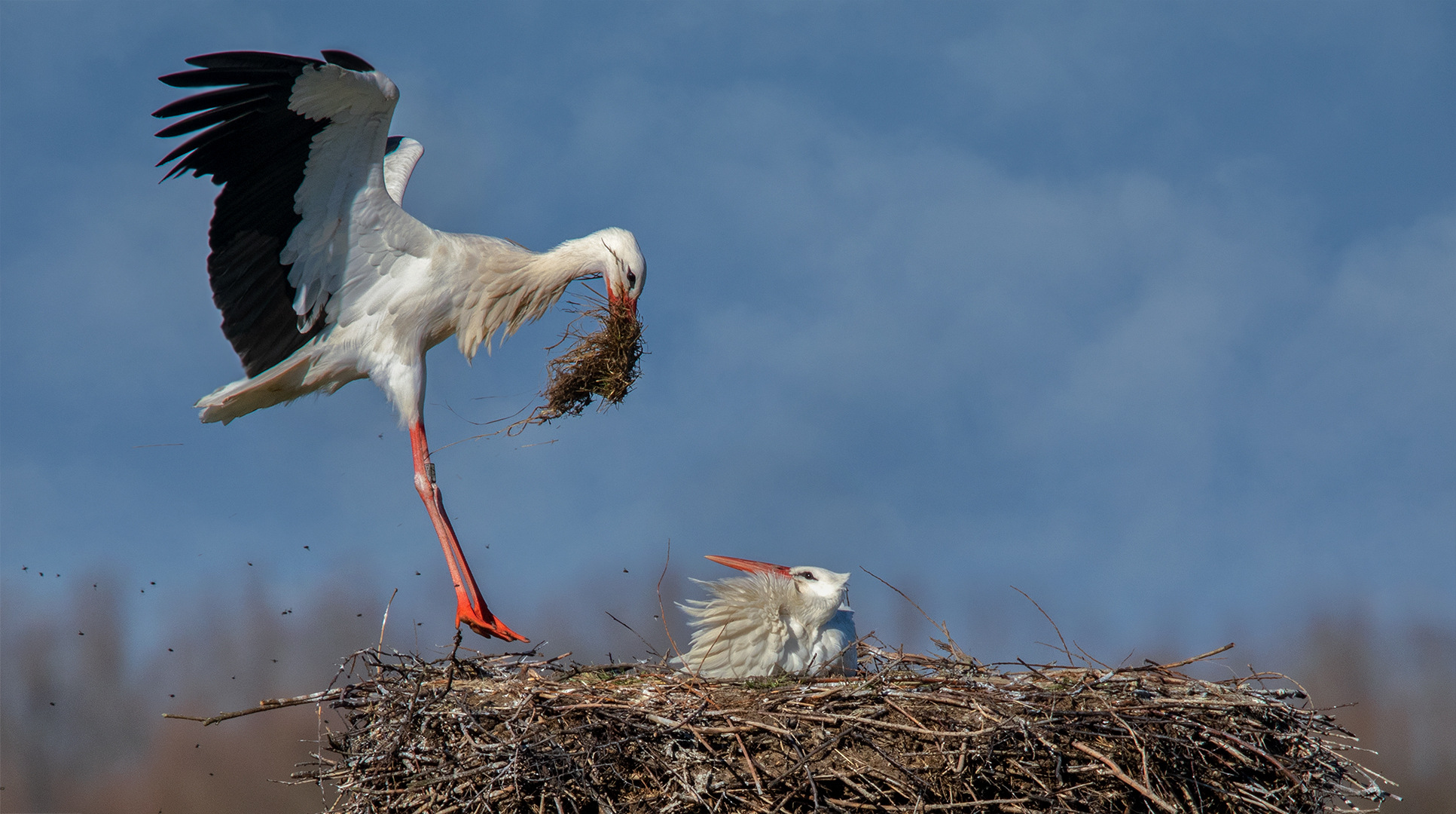 Weißstorch im Anflug 005