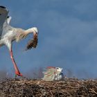 Weißstorch im Anflug 005