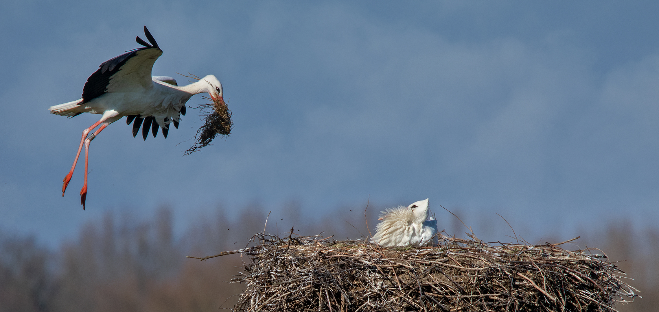 Weißstorch im Anflug 007 