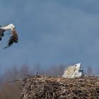 Weißstorch im Anflug 007 