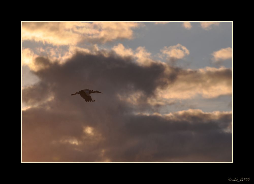 Weißstorch im Anflug