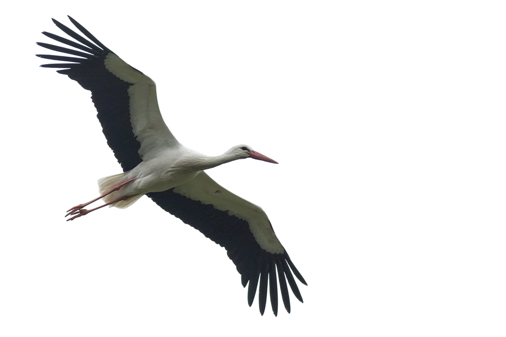 Weissstorch im Anflug