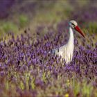 Weissstorch im Blütenmeer