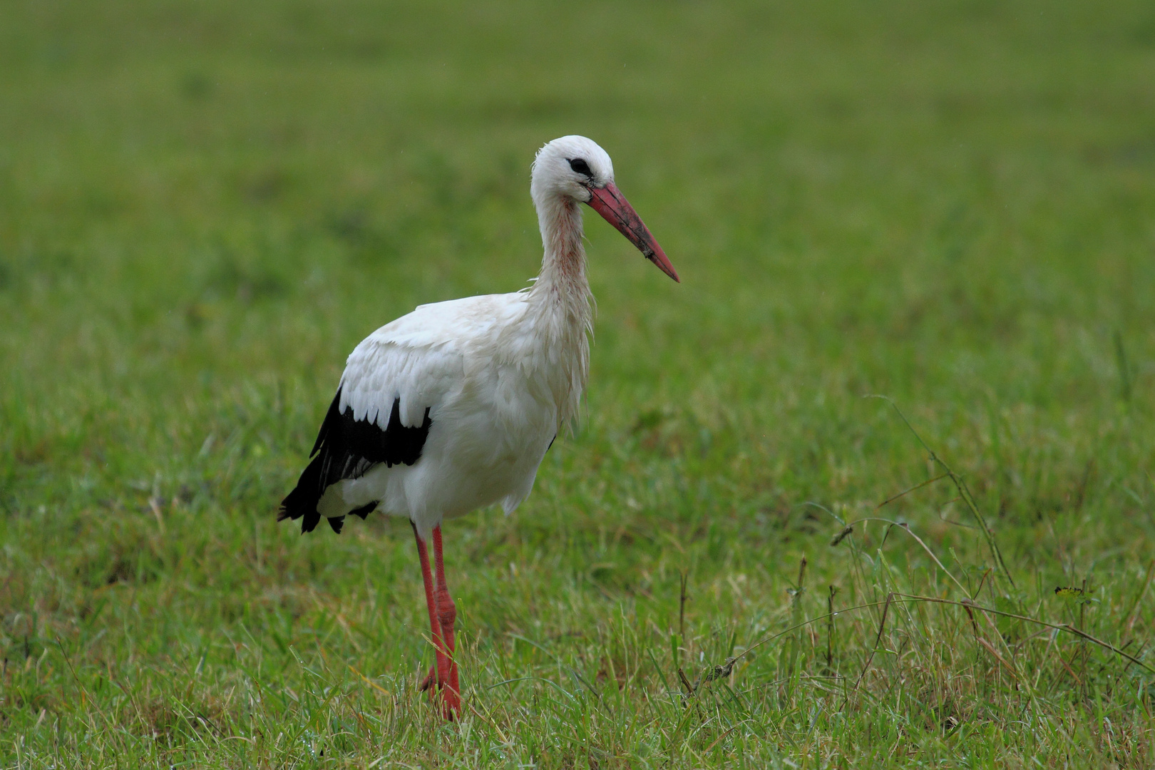 Weißstorch im Dauerregen