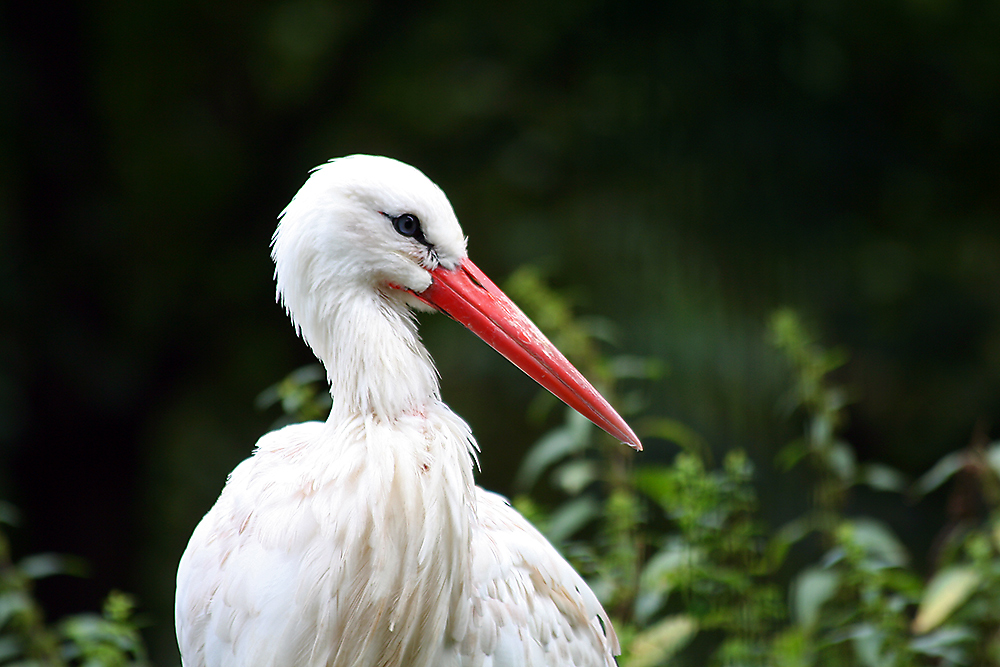 Weißstorch im Dresdner ZOO und Euch einen schönen 4. Advent