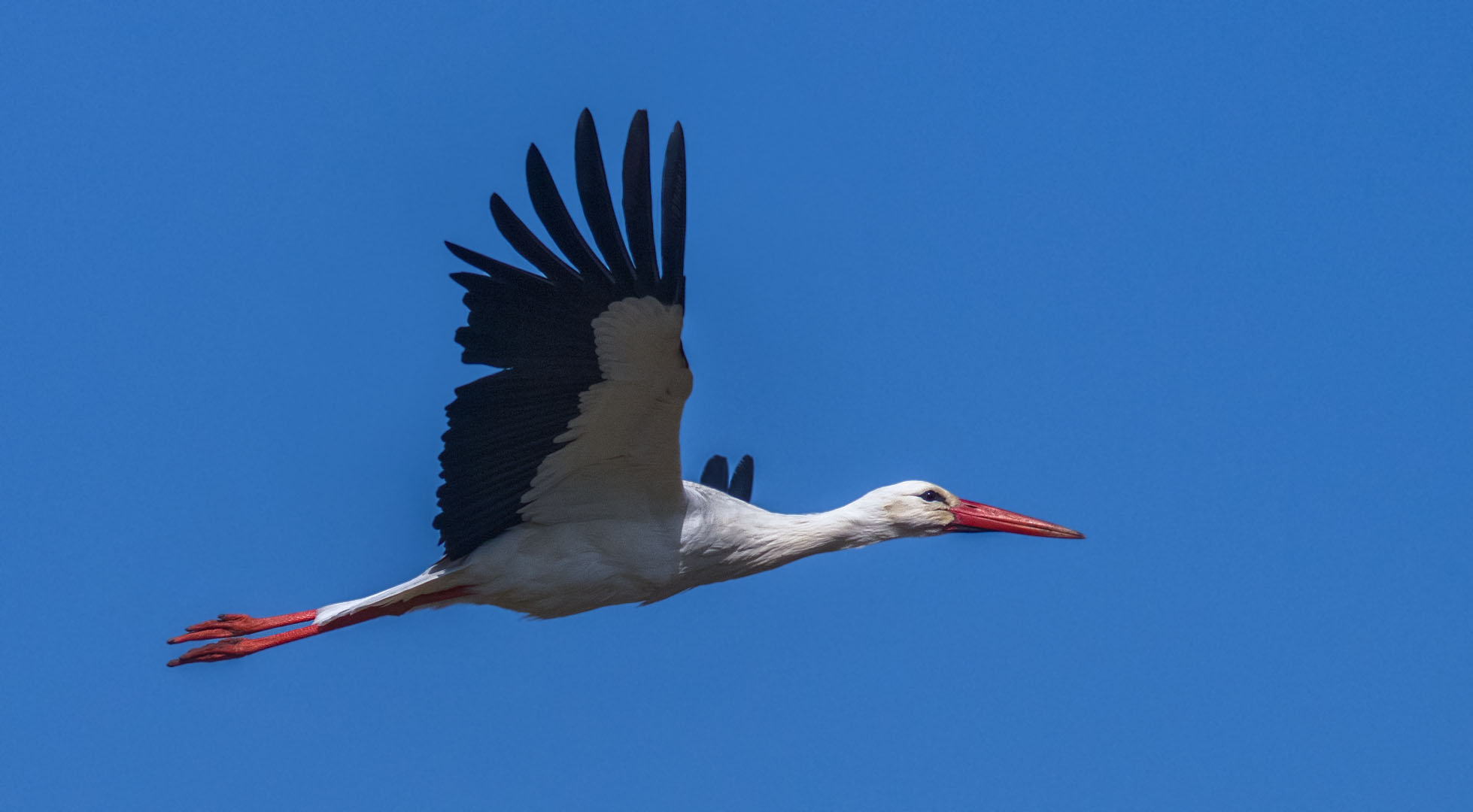 Weißstorch im Flug 001