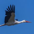 Weißstorch im Flug 001