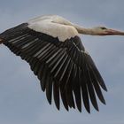  Weißstorch im Flug 001