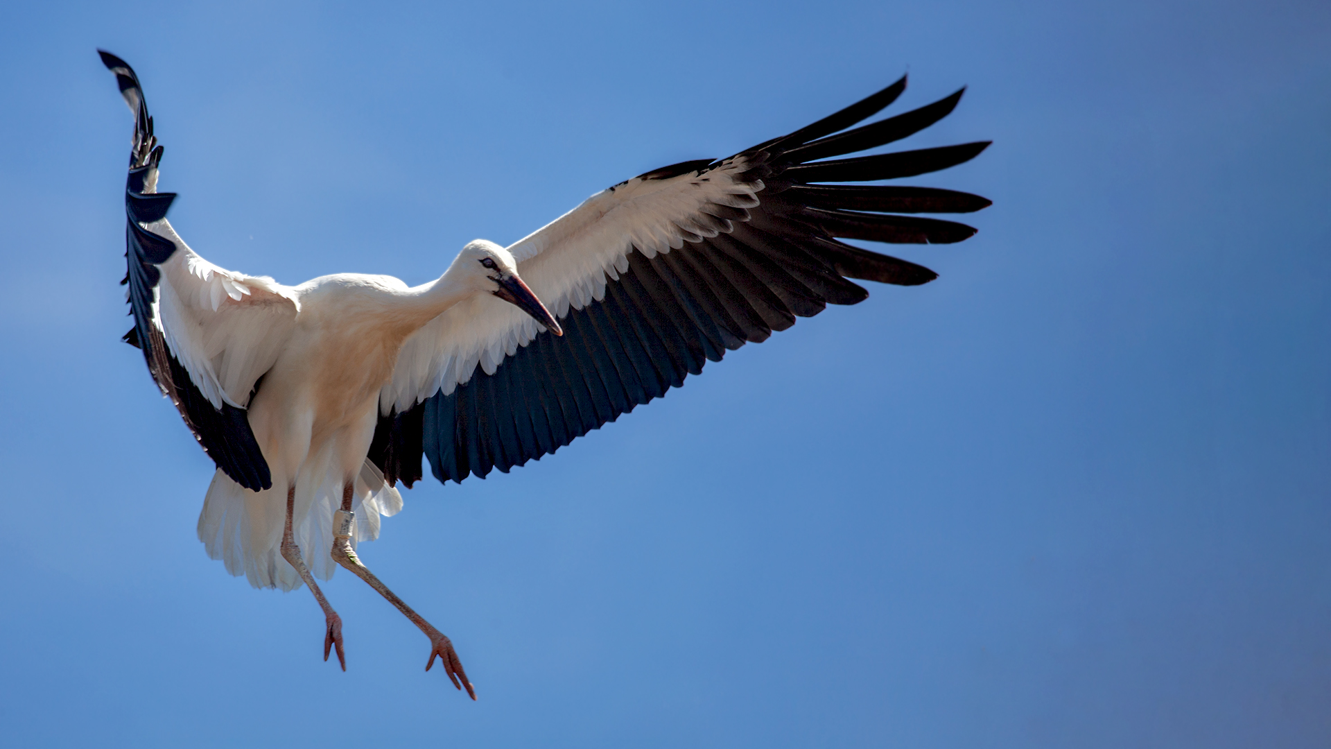 Weißstorch im Flug 003