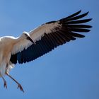 Weißstorch im Flug 003