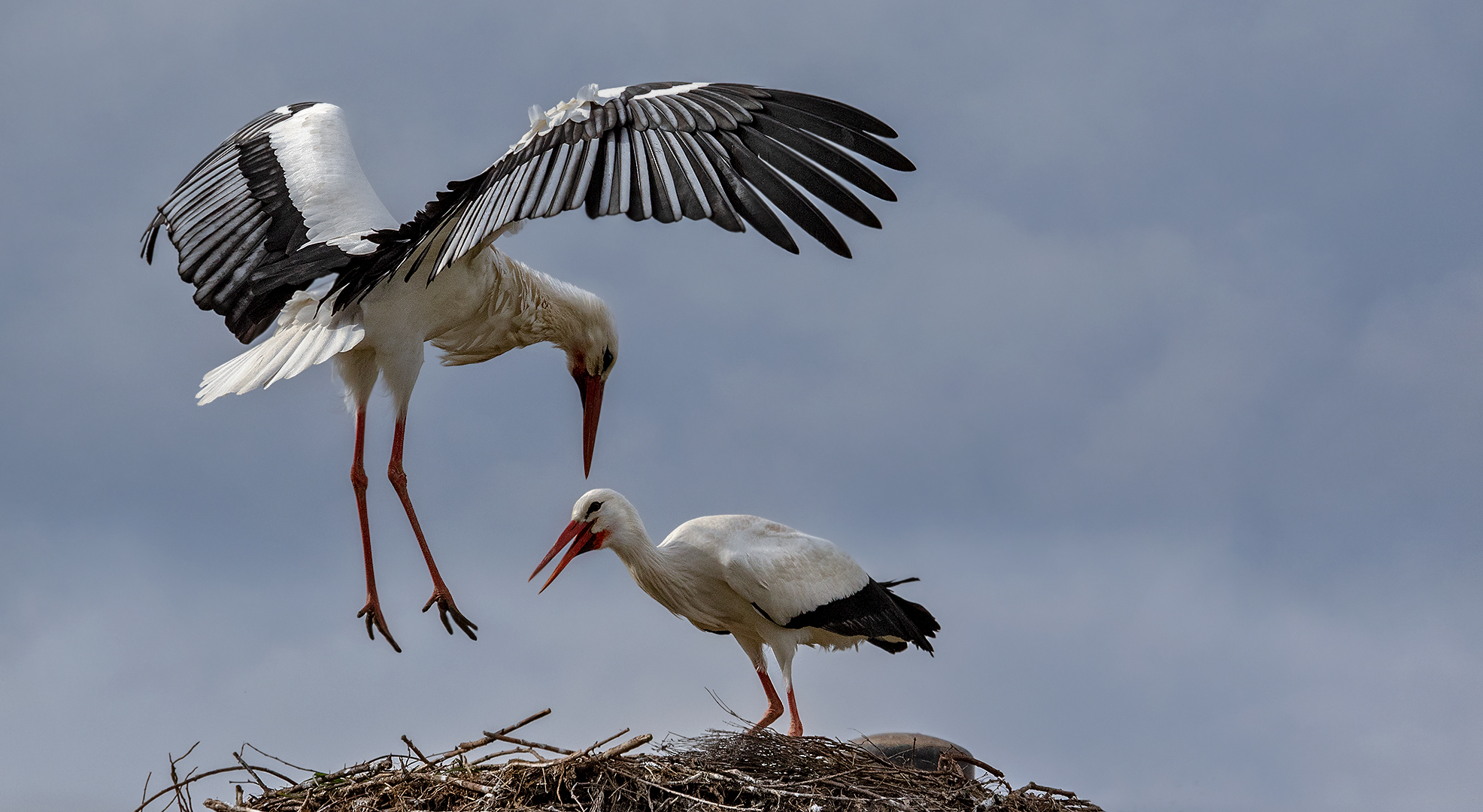 Weißstorch im Flug 005 