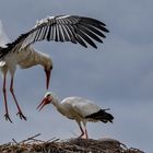 Weißstorch im Flug 005 