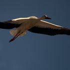 Weißstorch im Flug 01