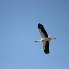 Weißstorch im Flug