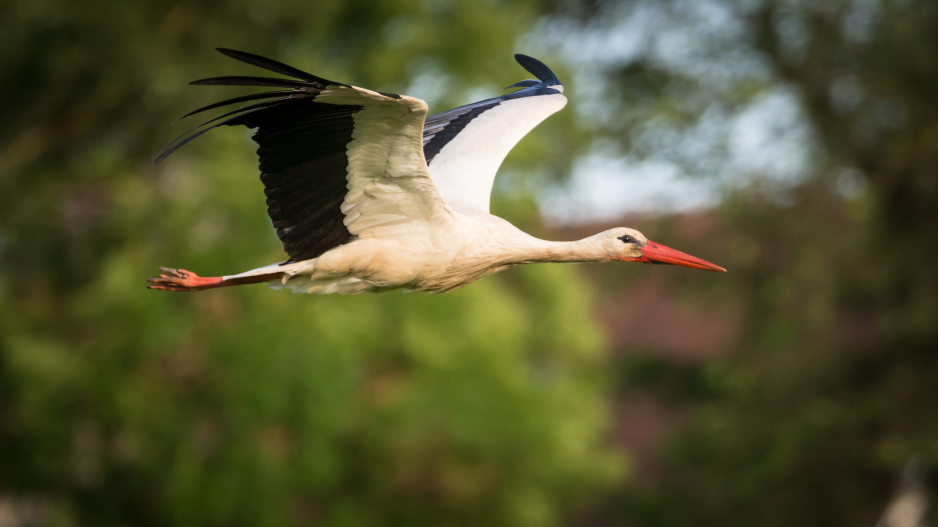 Weißstorch im Flug