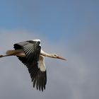 Weißstorch im Flug