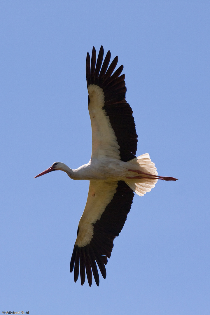 Weißstorch im Flug