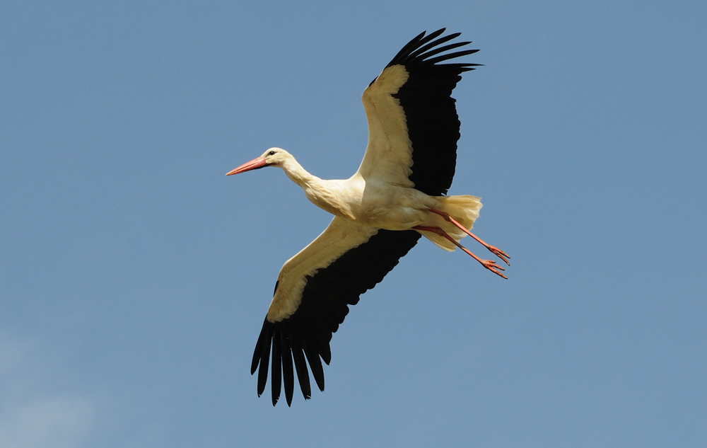 Weißstorch im Flug