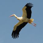 Weißstorch im Flug