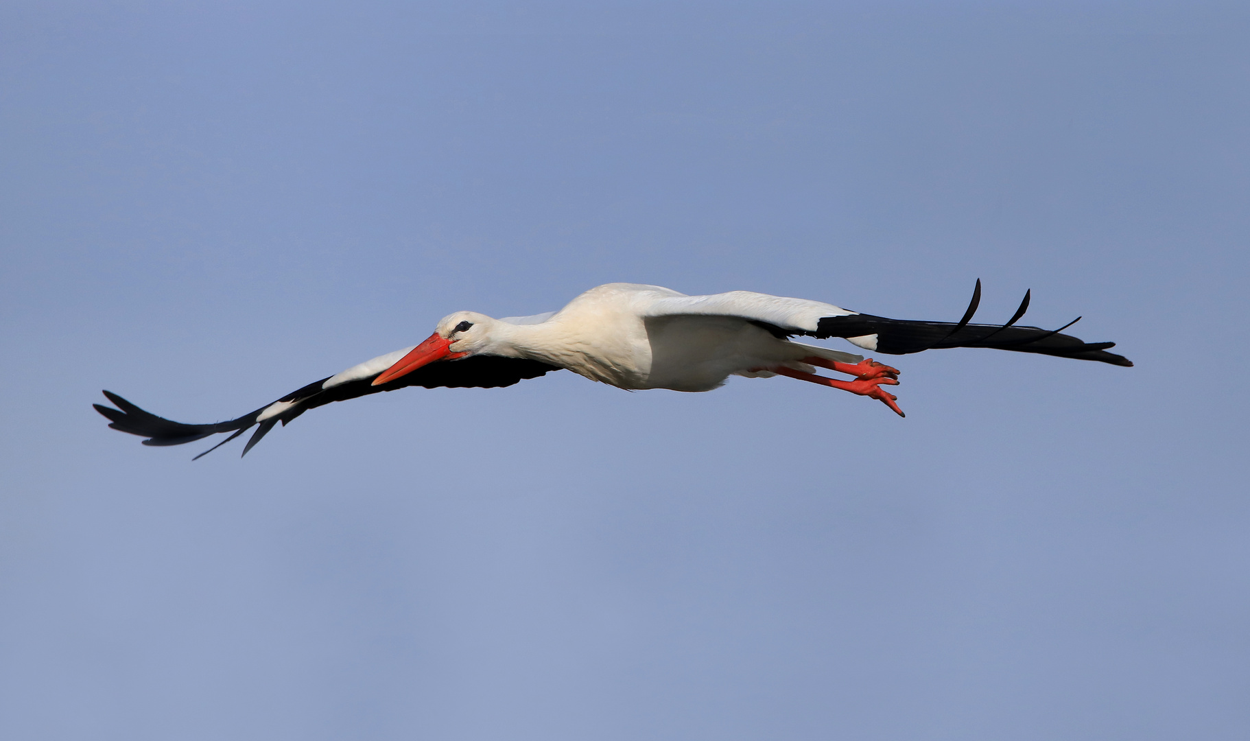 Weißstorch im Flug