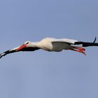 Weißstorch im Flug