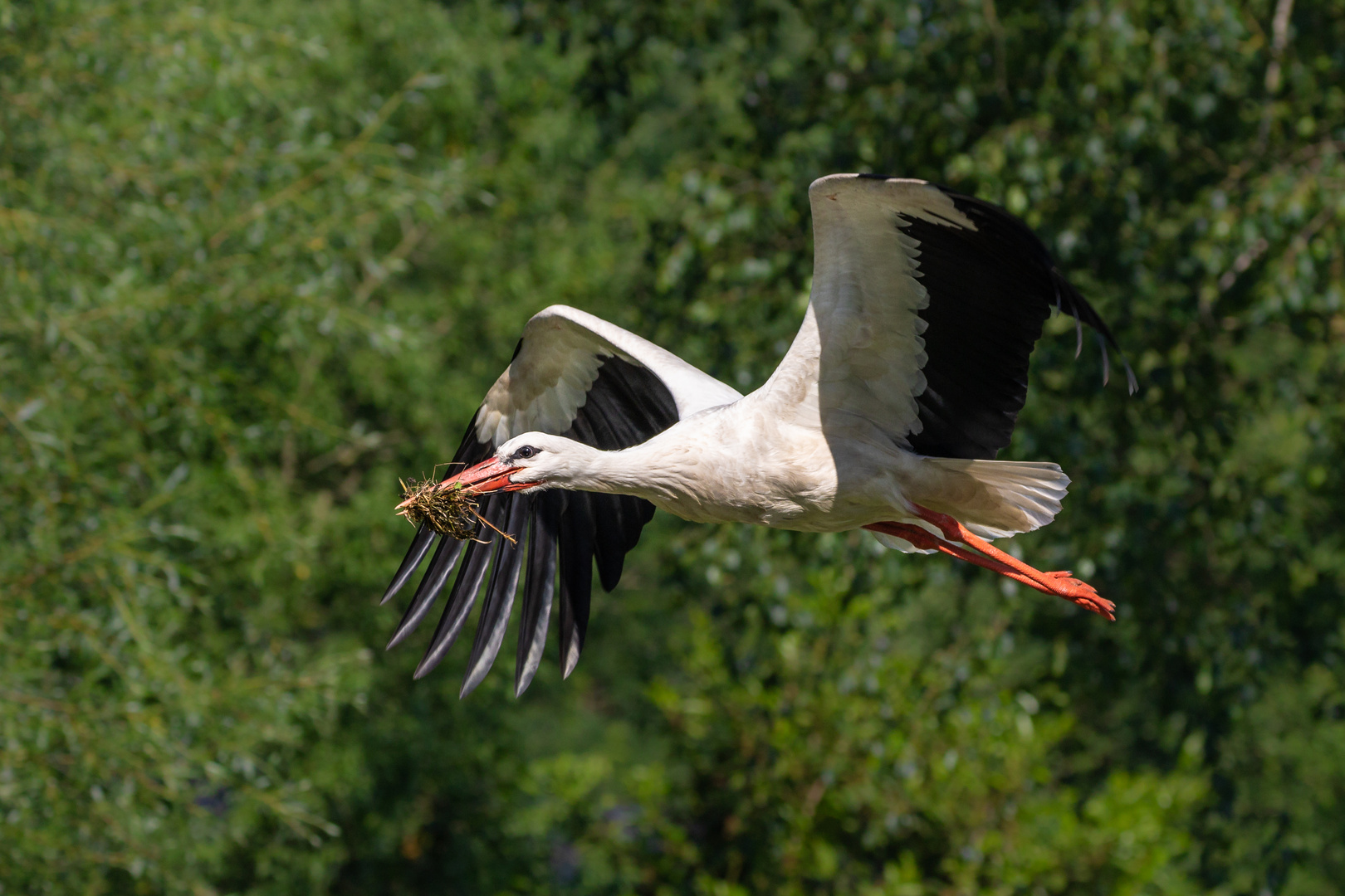 Weißstorch im Flug