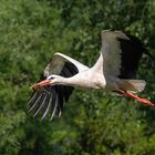 Weißstorch im Flug