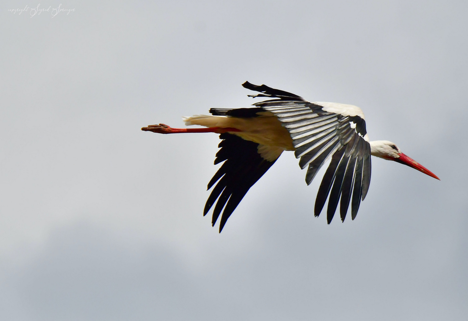 Weißstorch im Flug