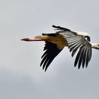 Weißstorch im Flug