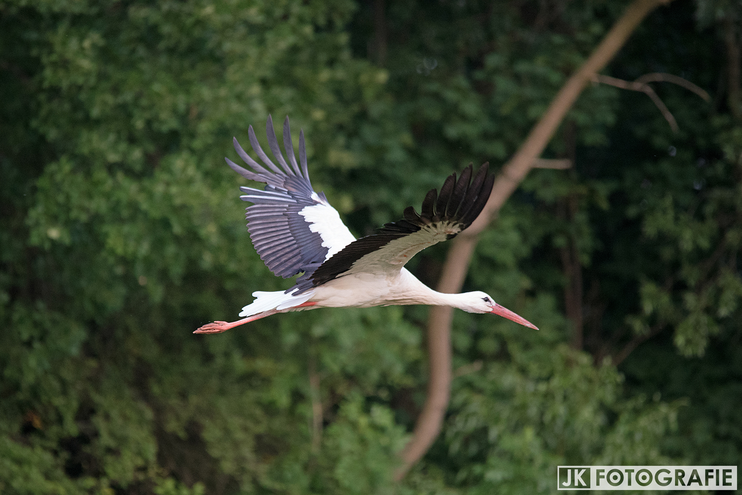 Weißstorch im Flug ...