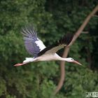 Weißstorch im Flug ...