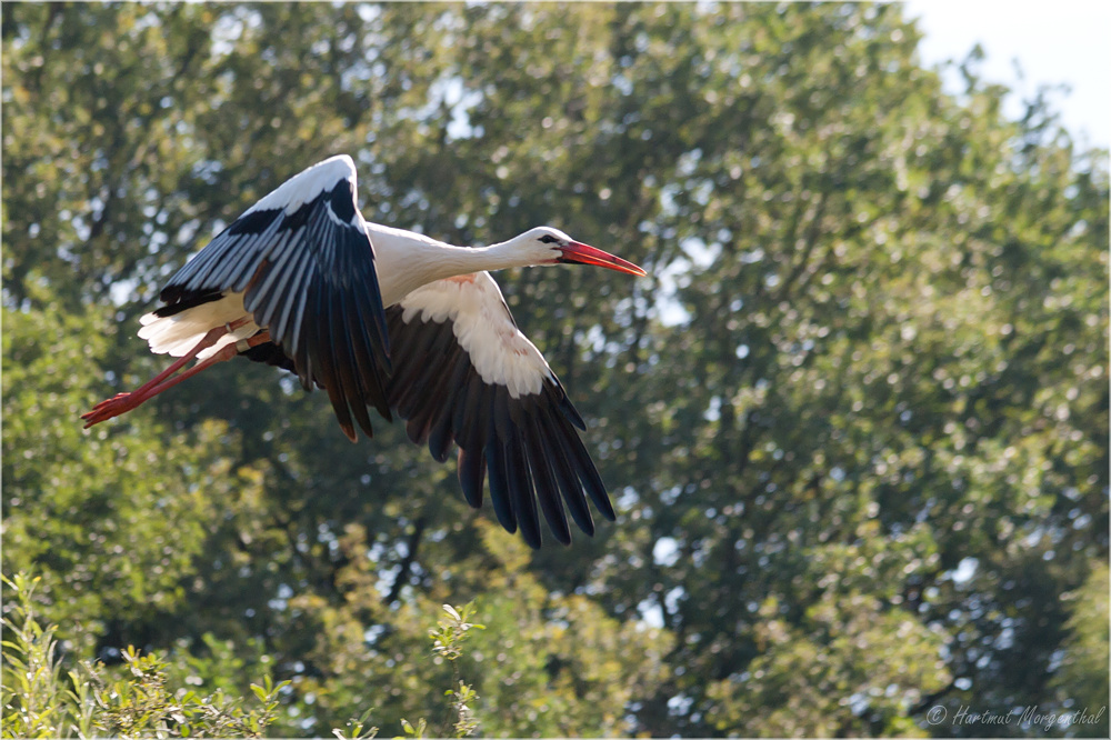 Weißstorch im Flug