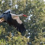 Weißstorch im Flug