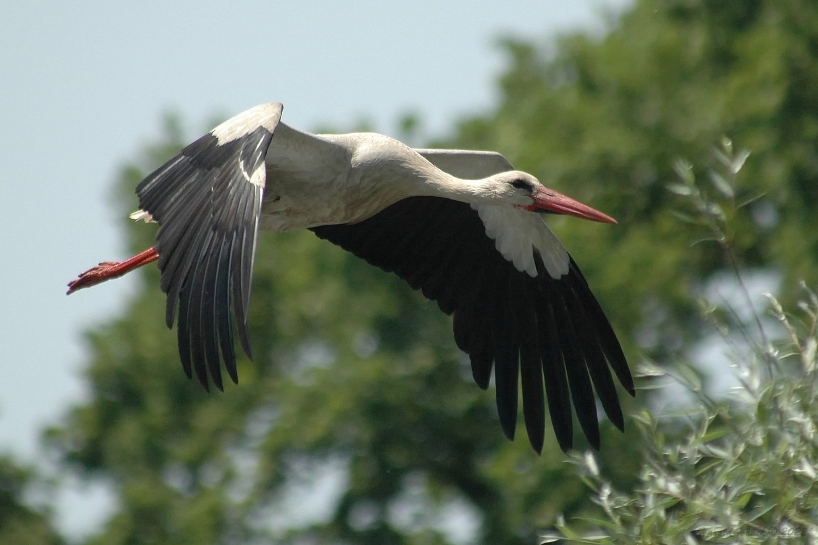 Weißstorch im Flug..