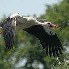 Weißstorch im Flug..