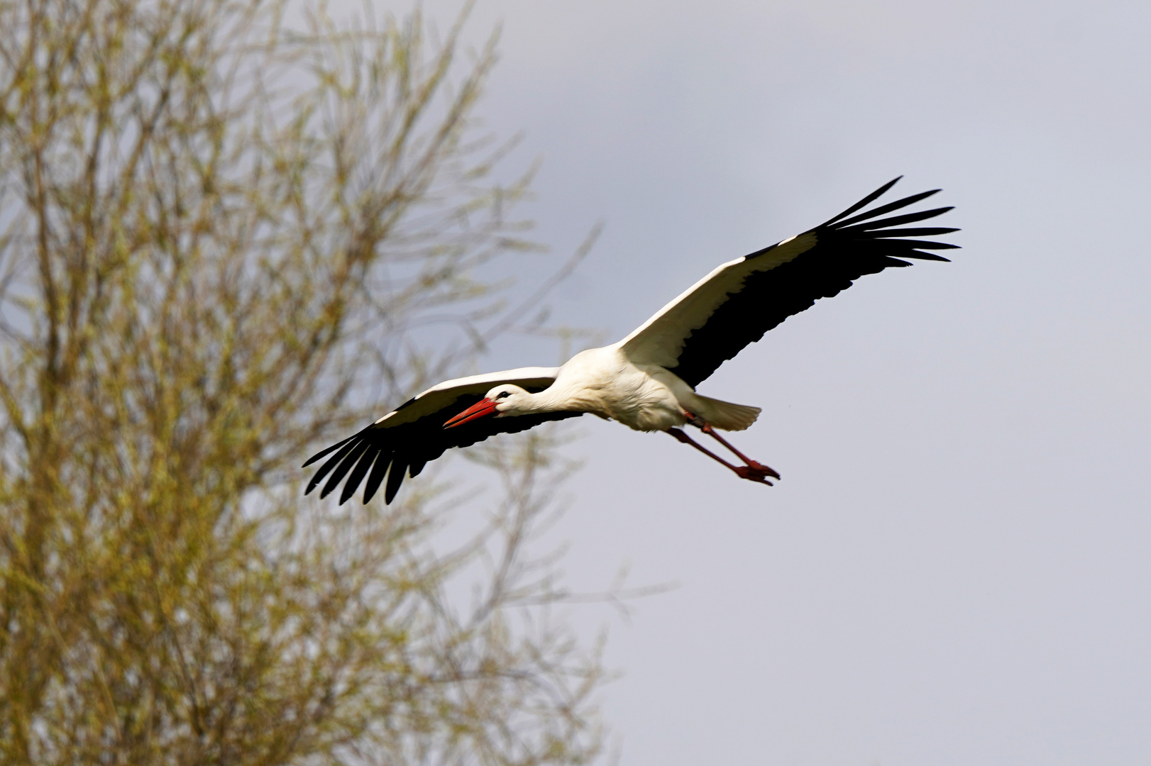 Weißstorch im Flug