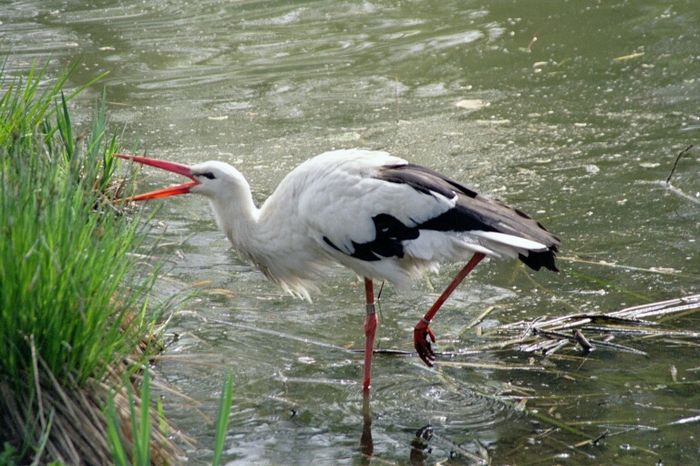 Weißstorch im Frankfurter Zoo