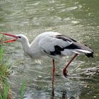 Weißstorch im Frankfurter Zoo