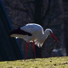 Weißstorch im Gegenlicht