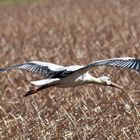 Weißstorch im Gleitflug ..