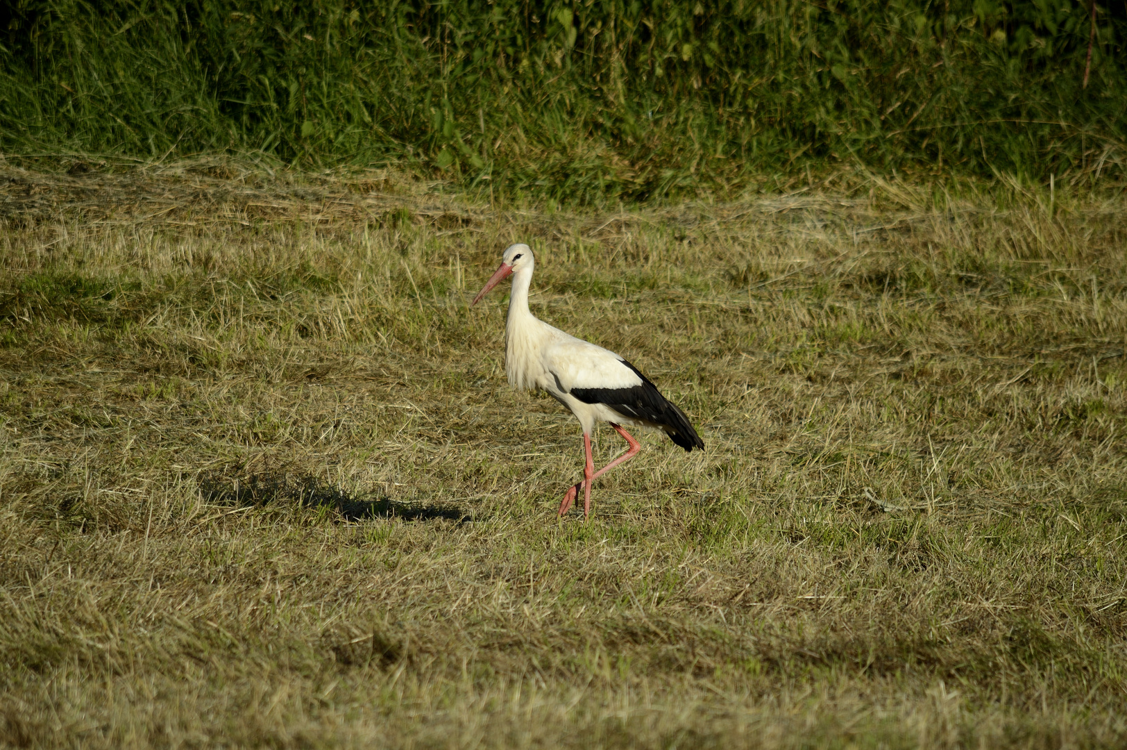 Weißstorch im Grüngürtel