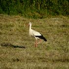 Weißstorch im Grüngürtel